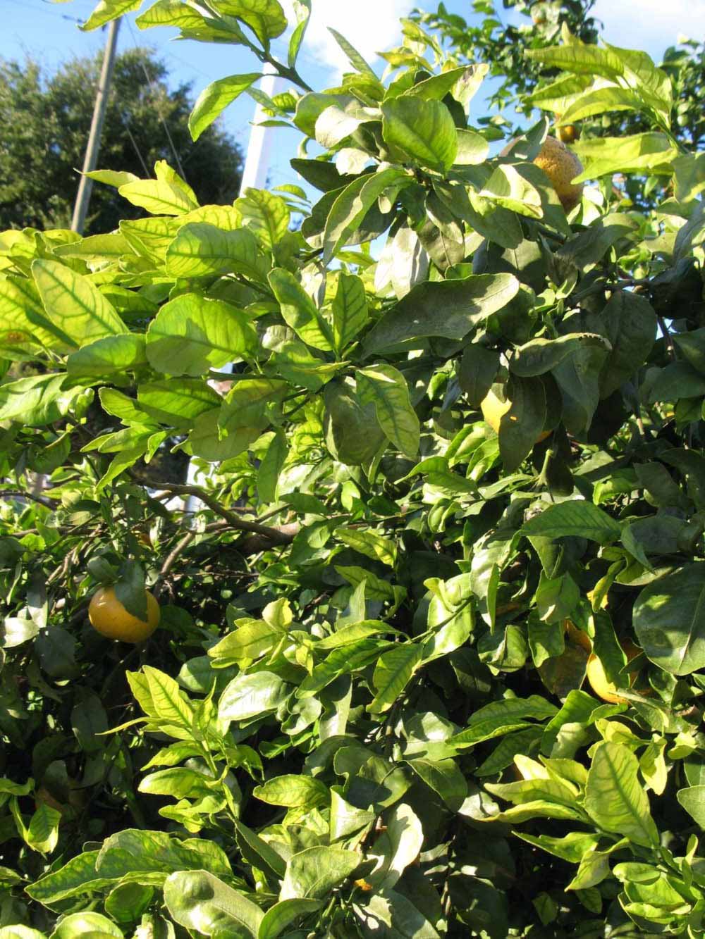            Sun leaves (Winter Haven, FL)   